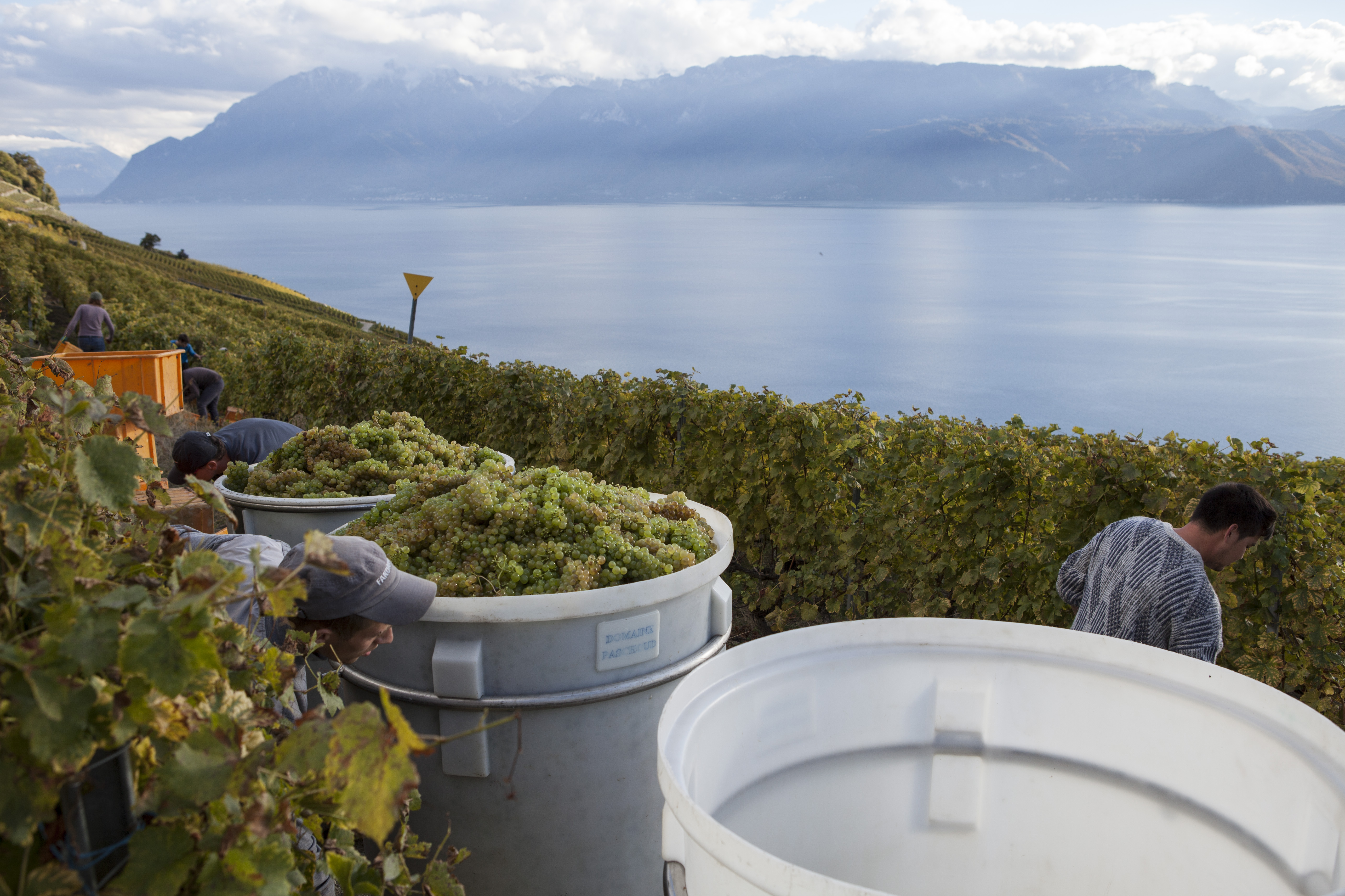 grapeharvest-20161016 43