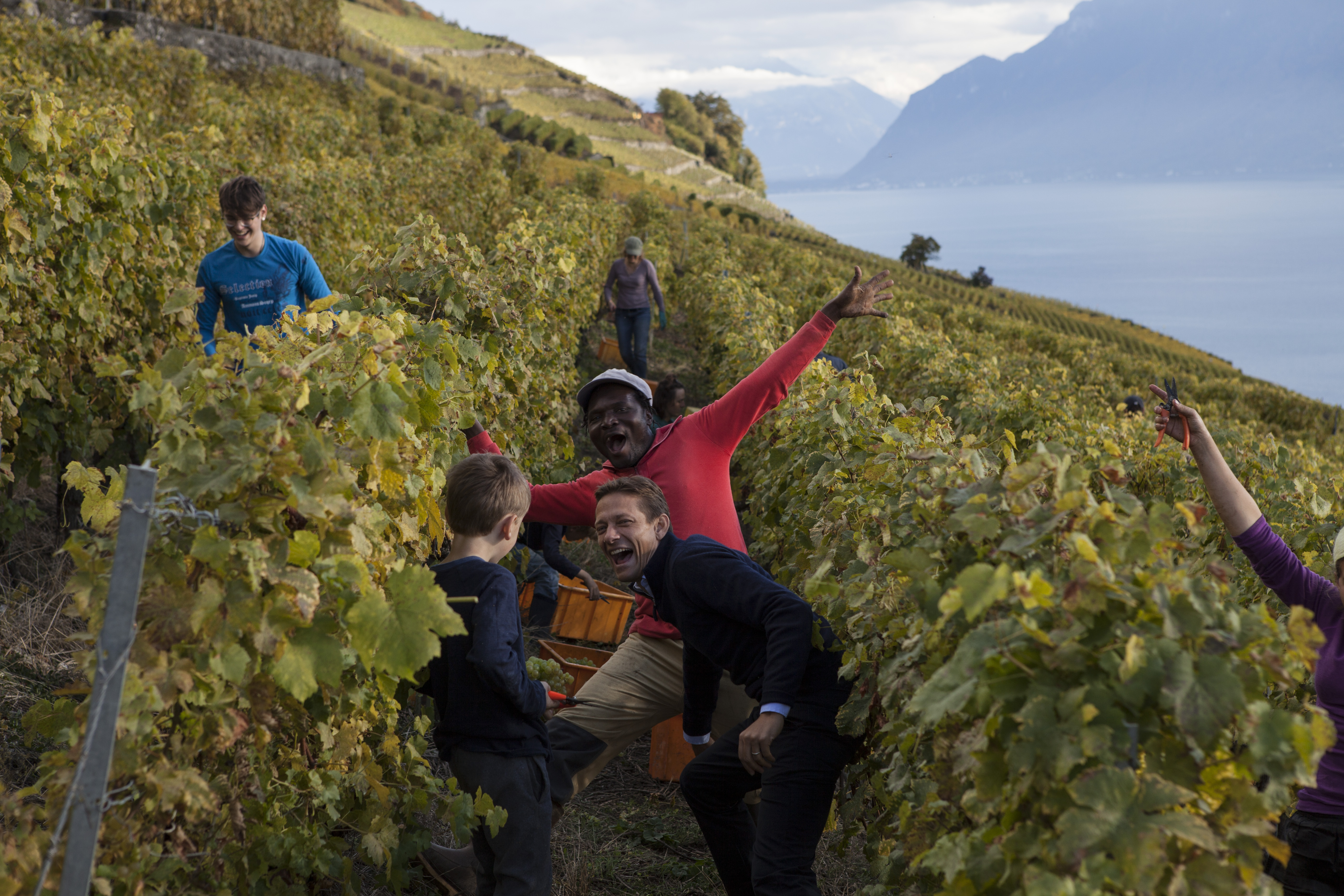 grapeharvest-20161016 47