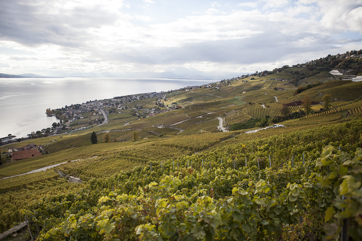 grapeharvest-20161016 9s